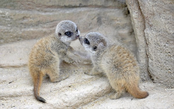 Meerkats or Suricates (Suricata suricatta) pups