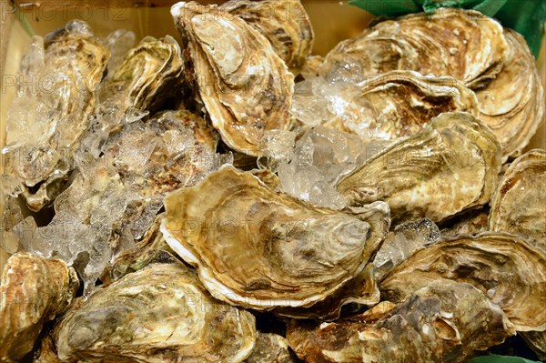 Fresh oysters