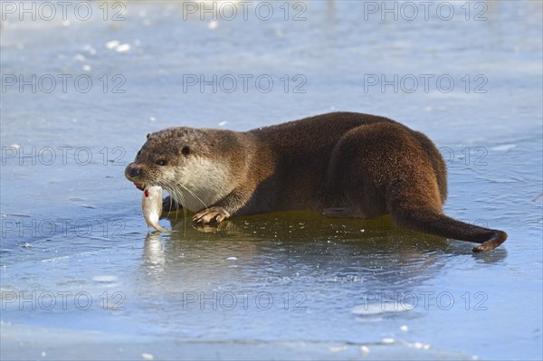 European Otter (Lutra lutra) feeding on fish caught at a frozen pond in winter