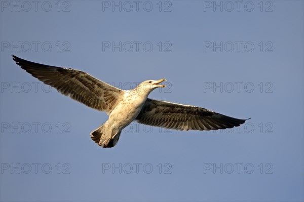 Kelp Gull (Larus dominicanus) in sub-adult plumage