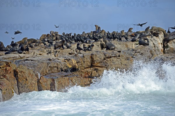 Brown fur seals (Arctocephalus pusillus) and Cape Cormorants (Phalacrocorax capensis)