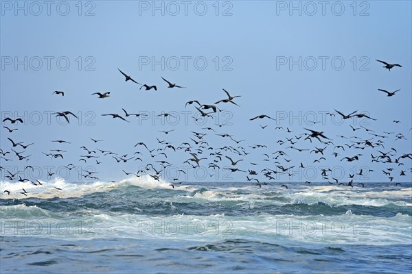 Cape Cormorants (Phalacrocorax capensis)