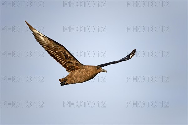 Great Skua (Stercorarius skua)