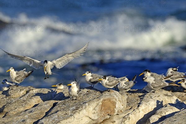 Greater Crested Terns or Swift Terns (Thalasseus bergii)