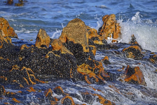 Mussel bed on rocks