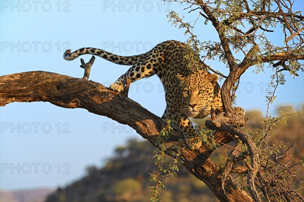 Leopard (Panthera pardus) looking out from a tree in morning light
