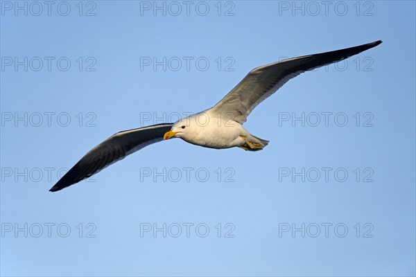 Kelp Gull (Larus dominicanus vetula)