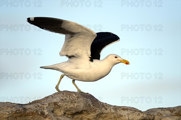 Kelp Gull (Larus dominicanus vetula)