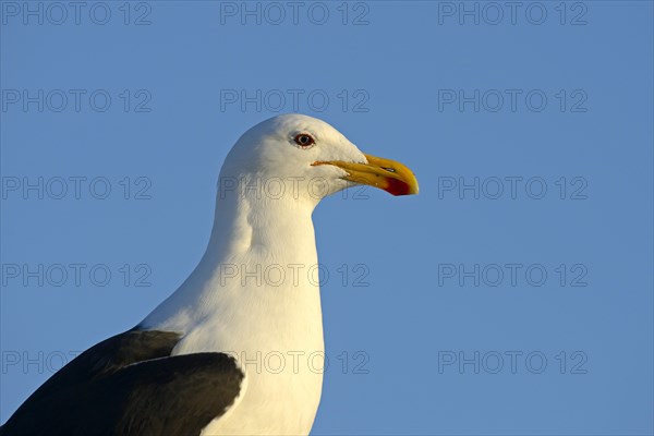 Kelp Gull (Larus dominicanus vetula)