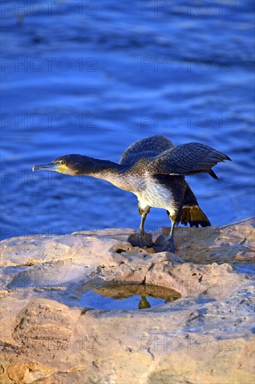 White-breasted Cormorant (Phalacrocorax lucidus)