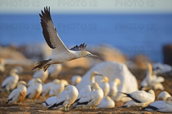 Cape Gannets (Morus capensis)