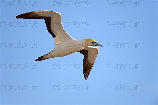 Cape Gannet (Morus capensis)