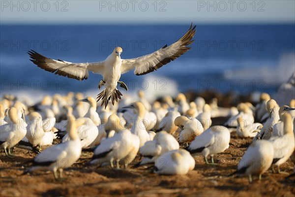 Cape Gannet (Morus capensis) landing in colony