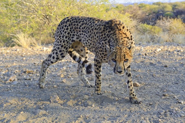 Cheetah (Acinonyx jubatus)