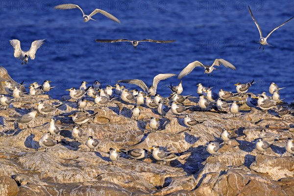 Greater Crested Terns