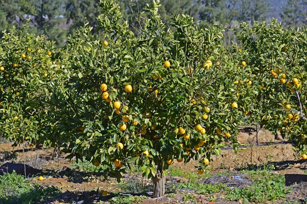 Oranges on trees in a plantation