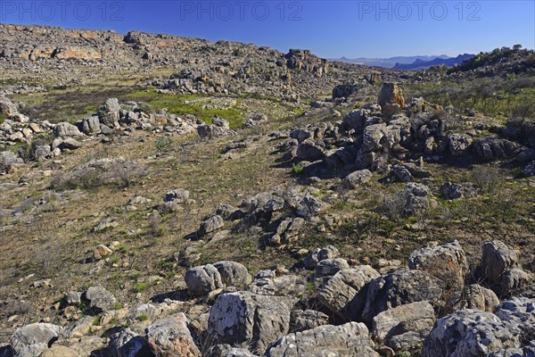 Landscape of the Cederberg Wilderness Area