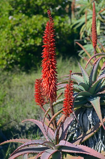 Aloe (Aloe sp.)