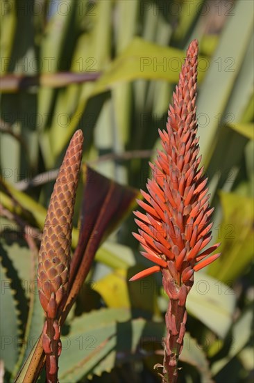 Aloe (Aloe sp.)