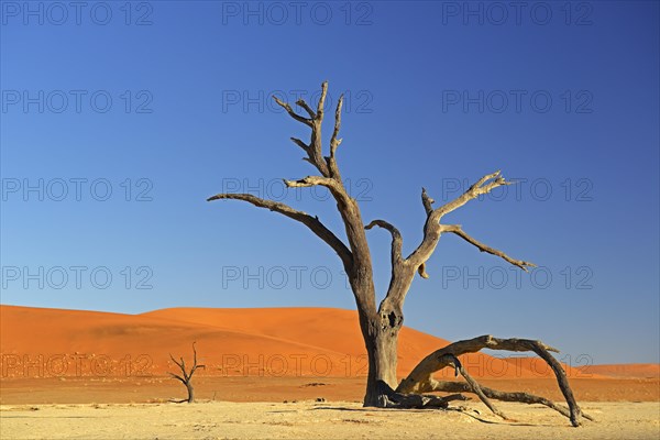 Camel thorn tree (Acacia erioloba) in the morning light