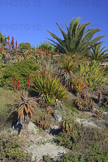 Various types of Aloe (Aloe sp.)