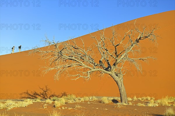 Tourists climbing Dune 45 in the evening light