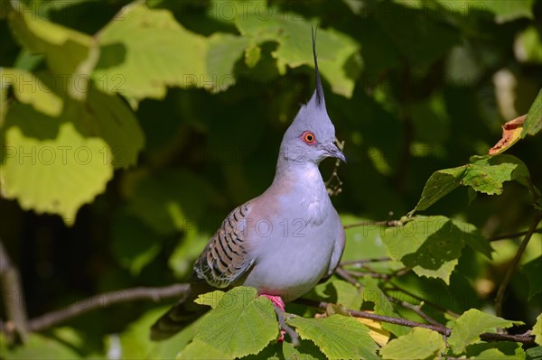 Crested Pigeon (Ocyphaps lophotes)