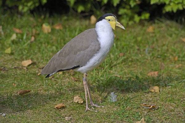 Masked Lapwing (Vanellus miles)