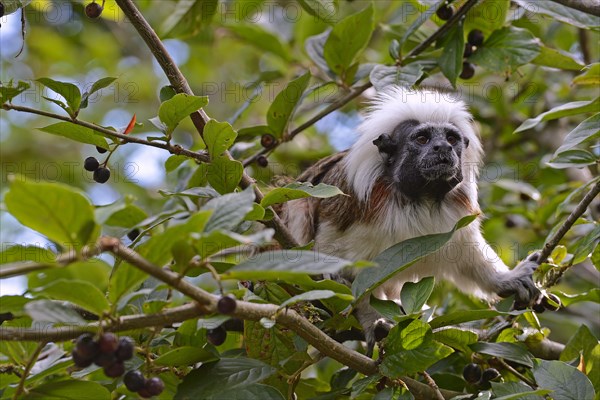 Cotton-headed Tamarin or Cotton-top Tamarin (Saguinus oedipus)