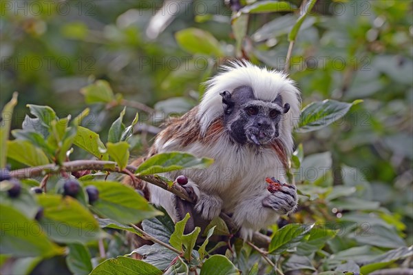 Cotton-headed Tamarin or Cotton-top Tamarin (Saguinus oedipus)