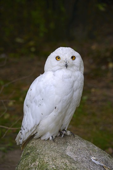 Snowy Owl (Nyctea scandiaca)