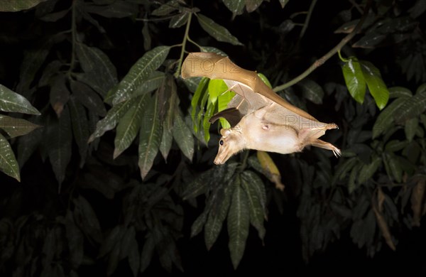 Gambian Epauletted Fruit Bat (Epomophorus gambianus) flying at night