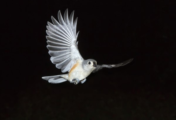 Tufted Titmouse (Baeolophus bicolor)