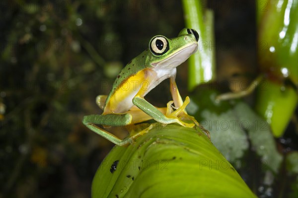 Lemur leaf frog (Hylomantis lemur)