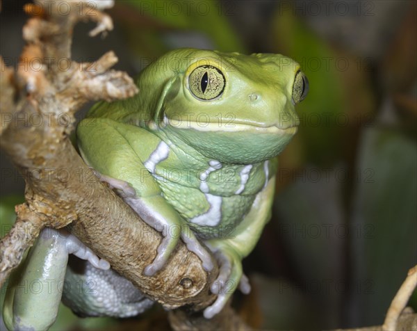 Waxy monkey frog (Phyllomedusa sauvagii)