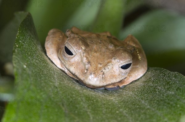 Borneo eared frog or Bony-headed flying frog (Polypedates otilophus) hiding on a leaf