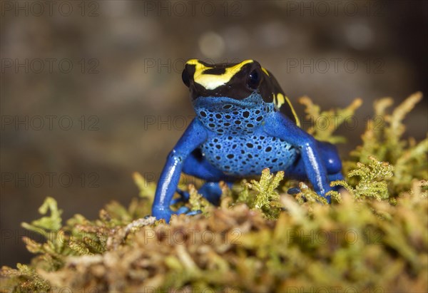 Dyeing dart frog (Dendrobates tinctorius)