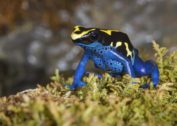 Dyeing dart frog (Dendrobates tinctorius)