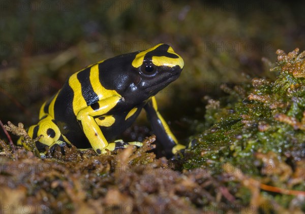 Yellow-banded poison dart frog or Bumblebee poison frog (Dendrobates leucomelas)