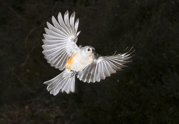 Tufted Titmouse (Baeolophus bicolor) in flight