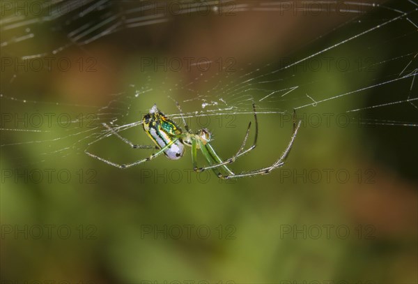 Orchard Spider (Leucauge venusta) in the web