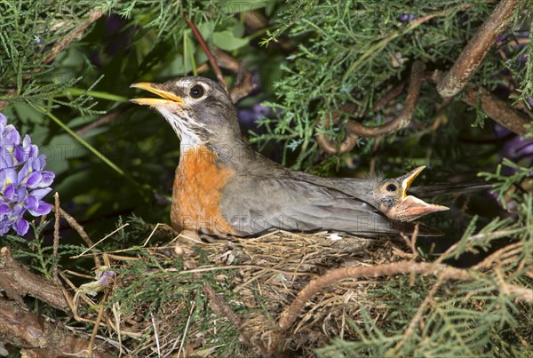 American Robin (Turdus migratorius)