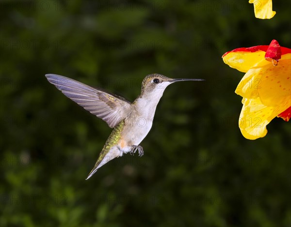 Female Ruby-throated Hummingbird (Archilochus colubris) approaching a flower