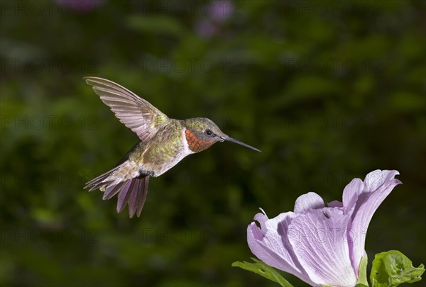 Male Ruby-throated Hummingbird (Archilochus colubris) approaching a flower