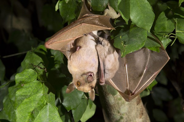 Gambian Epauletted Fruit Bat (Epomophorus gambianus)