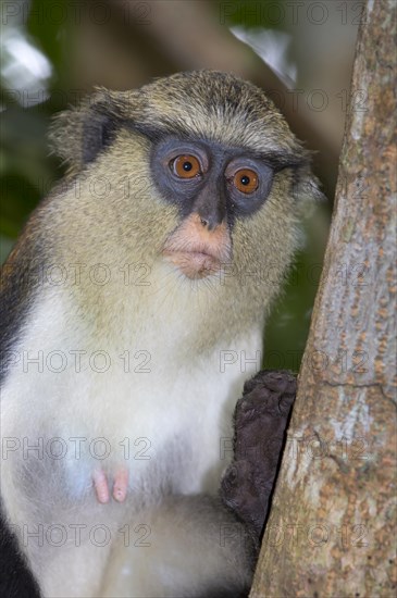 Mona monkey (Cercopithecus mona)