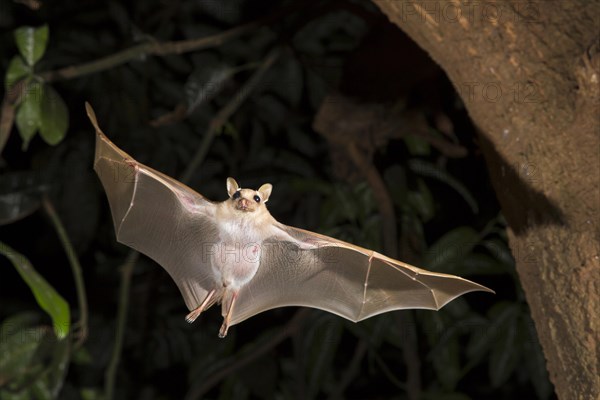 Peter's Dwarf Epauletted Fruit Bat (Micropteropus pusillus) flying at night