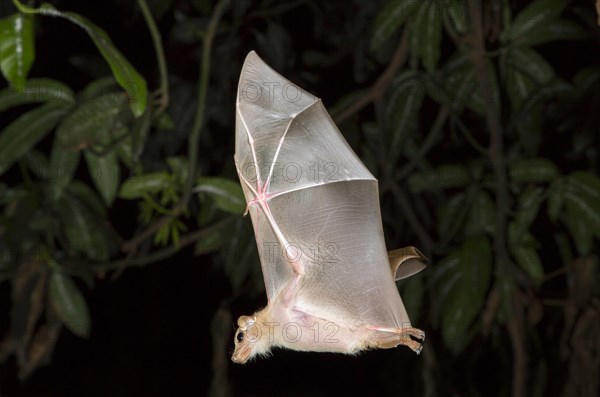 Peter's Dwarf Epauletted Fruit Bat (Micropteropus pusillus) flying at night