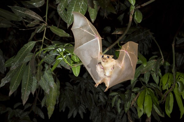 Gambian Epauletted Fruit Bat (Epomophorus gambianus)