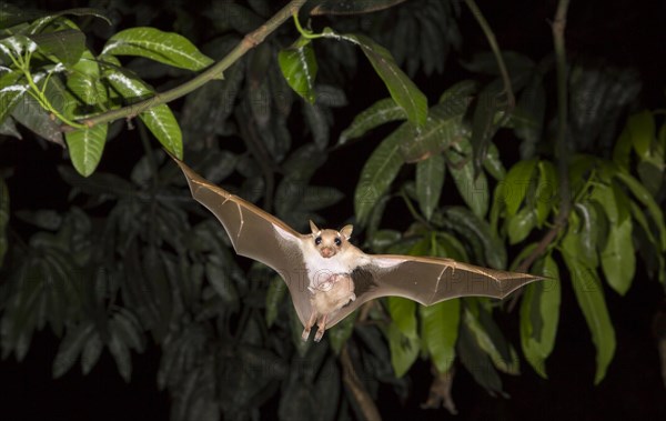 Peter's Dwarf Epauletted Fruit Bat (Micropteropus pusillus)